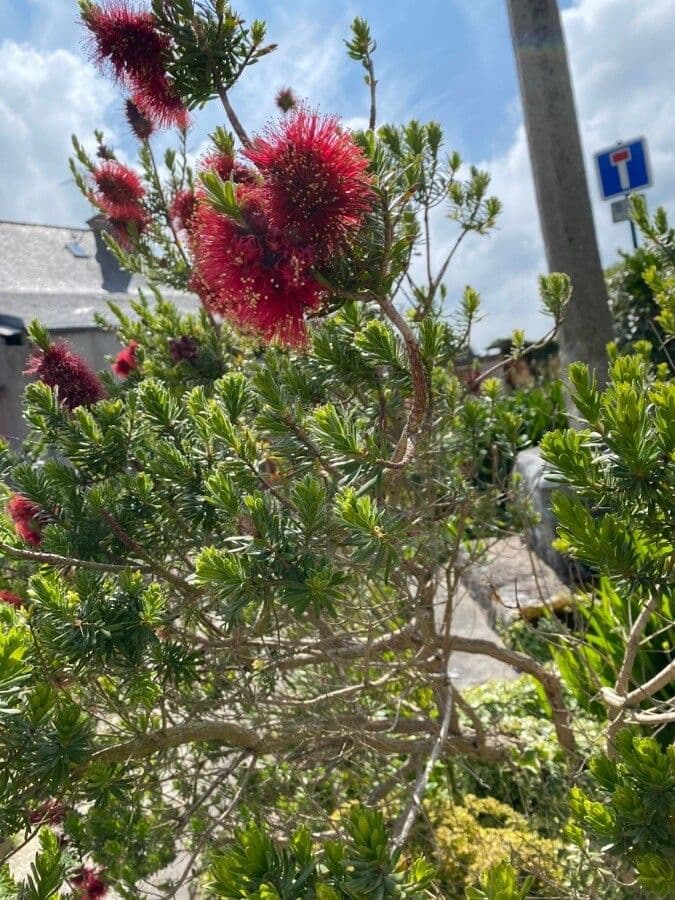 Kunzea Baxtera 7
