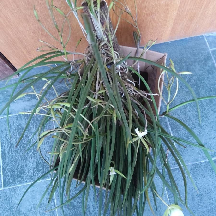Brassavola 6