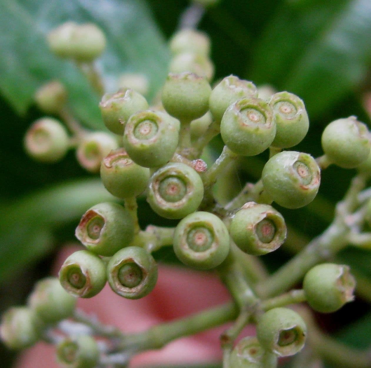 Miconia
