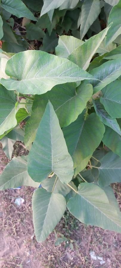Ipomea carnosa 16