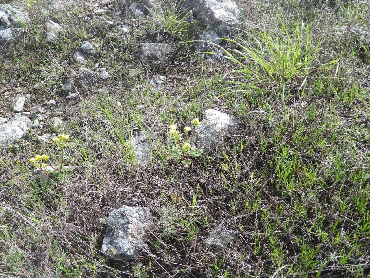 Sanicula tuberosa 6