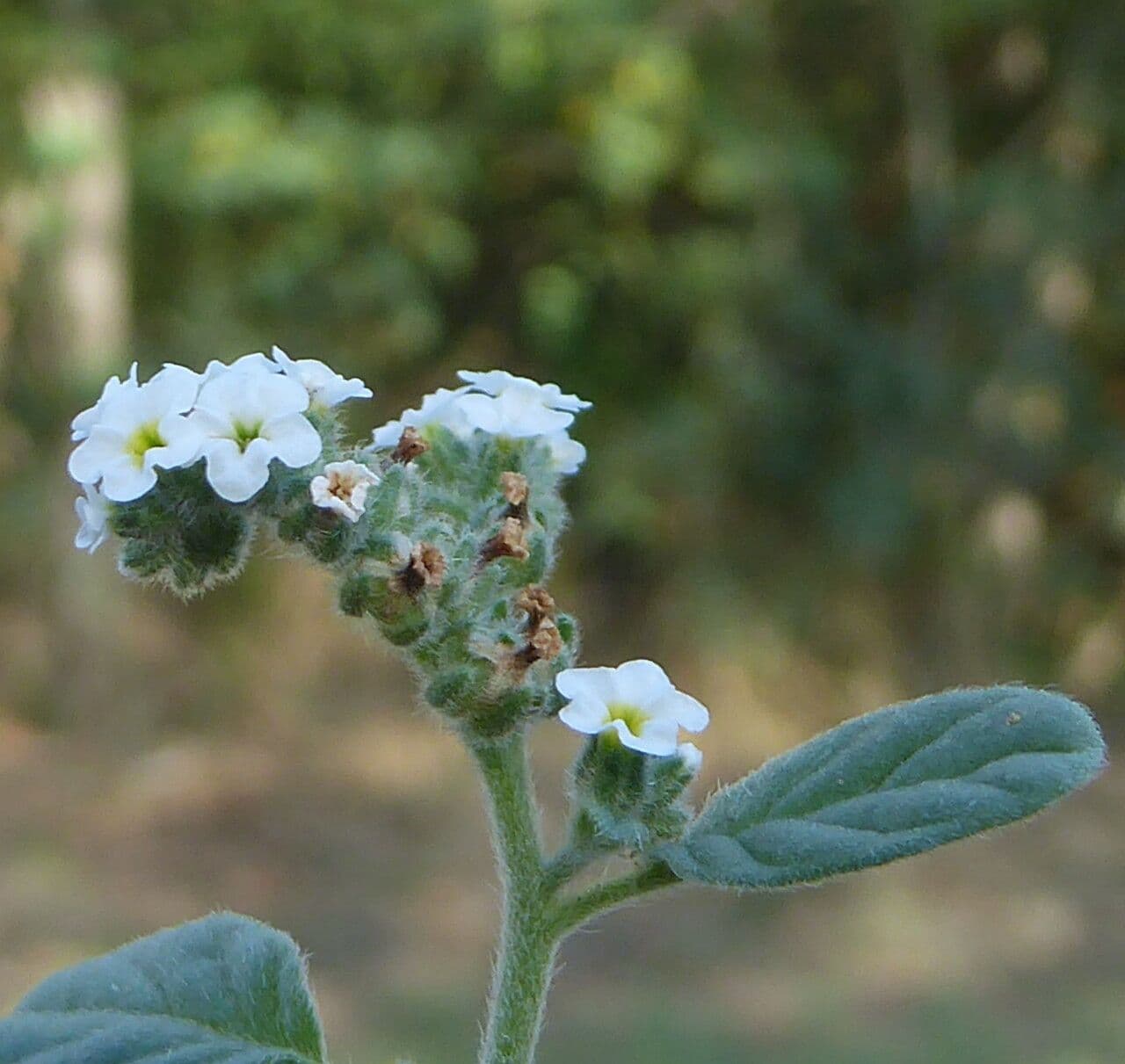 Eliotropio comune 25