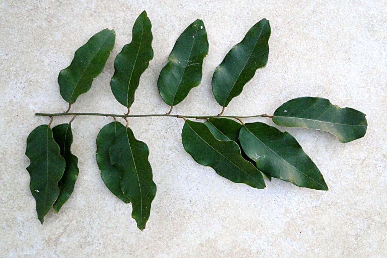 Cappero 6