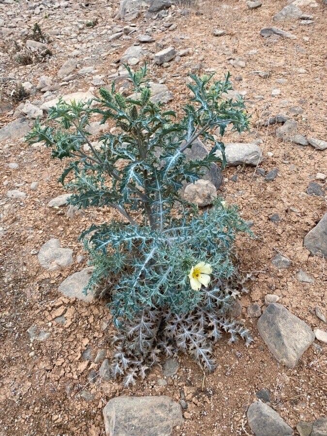 Argemone mexická 15