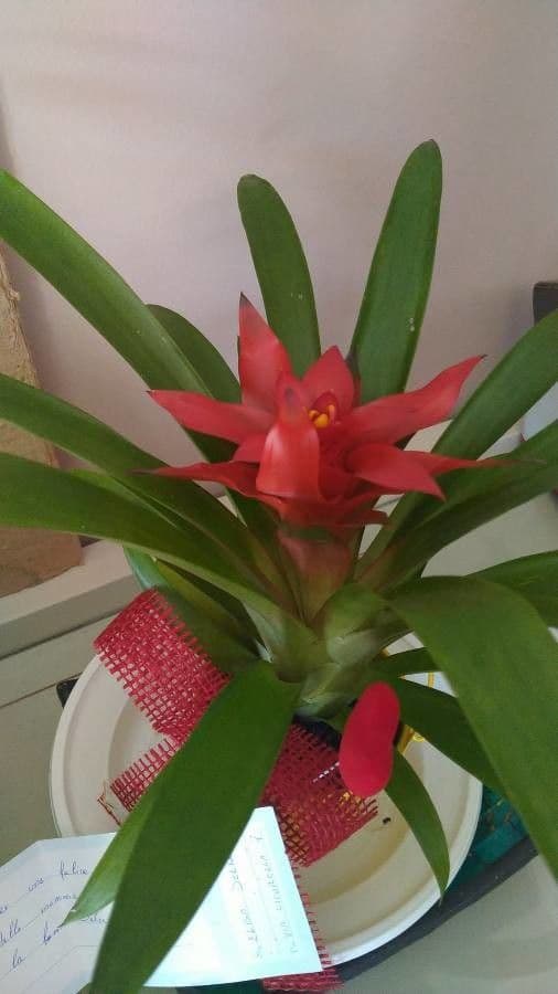 Guzmania lingulata 14