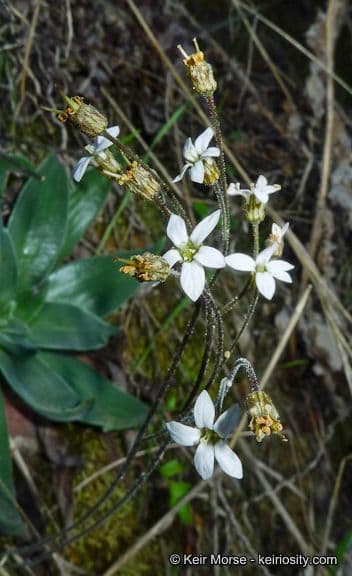 Jepsonia parryi 7