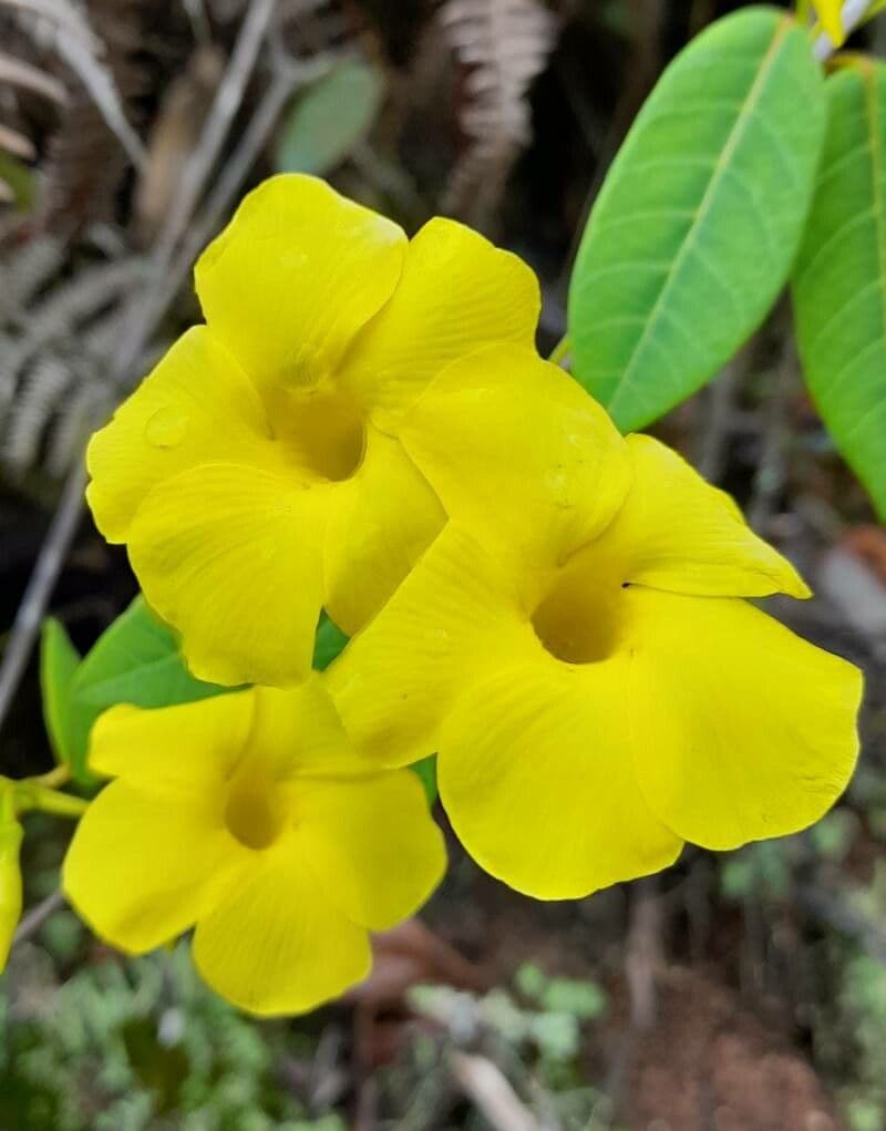 Angadenia