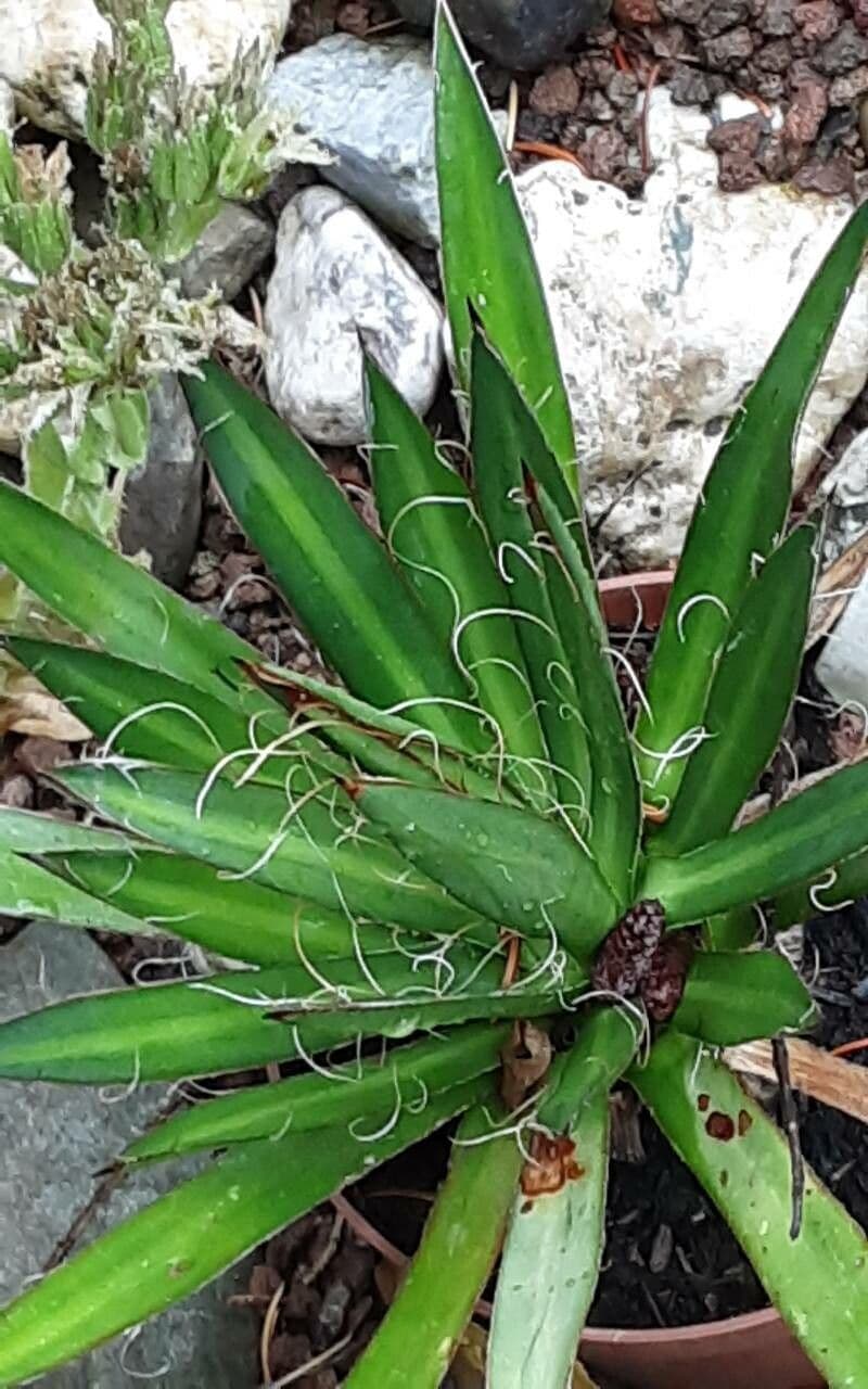 Schilfblättrige Agave 2