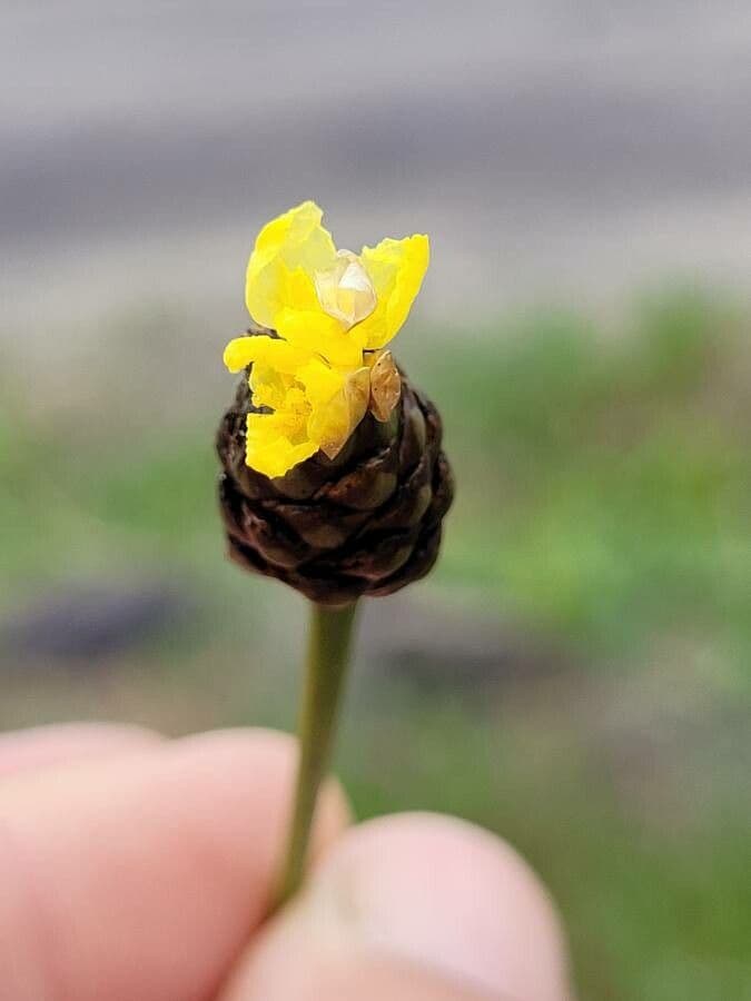 Xyris laxifolia 6