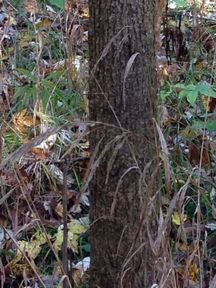 Cinna arundinacea 6