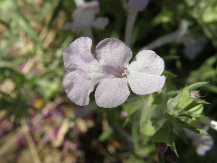Salvia