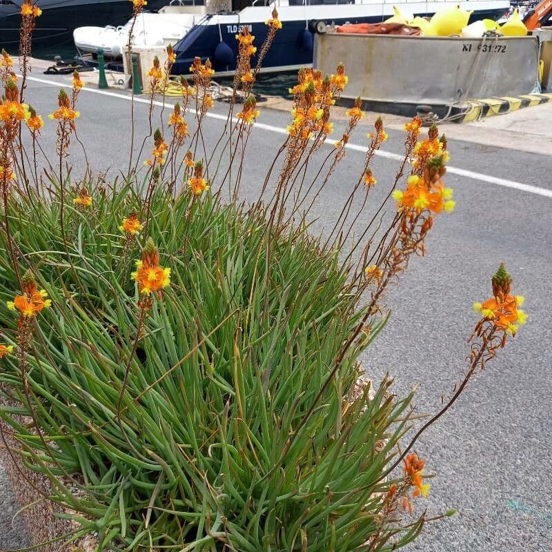 Bulbine arbustiva 10