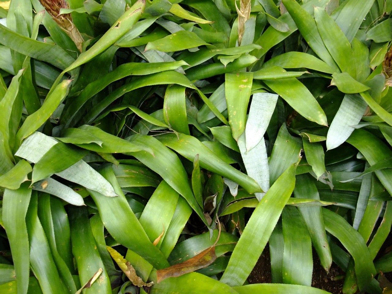 Quesnelia 6