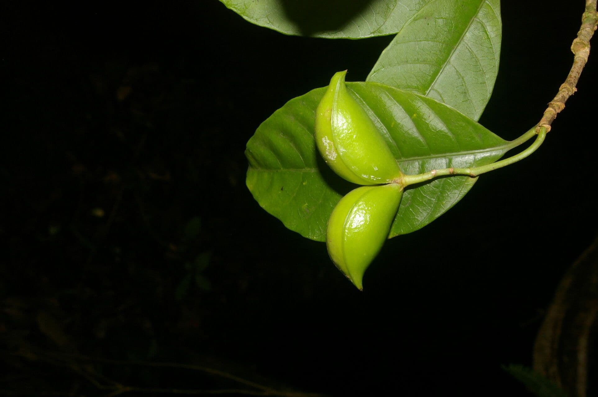 Tabernaemontana 3