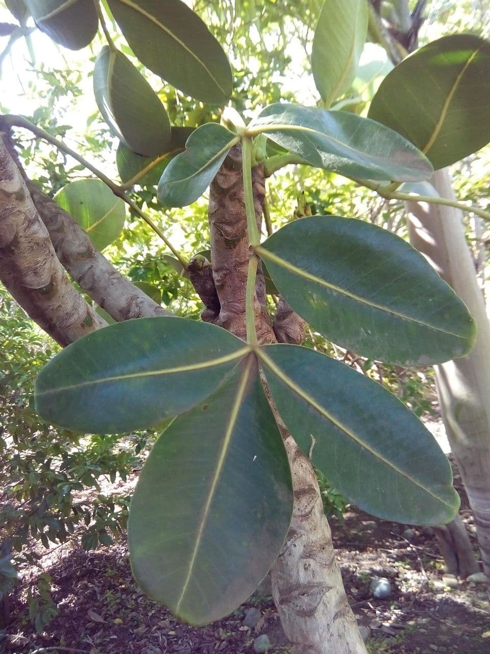 Polyscias 28