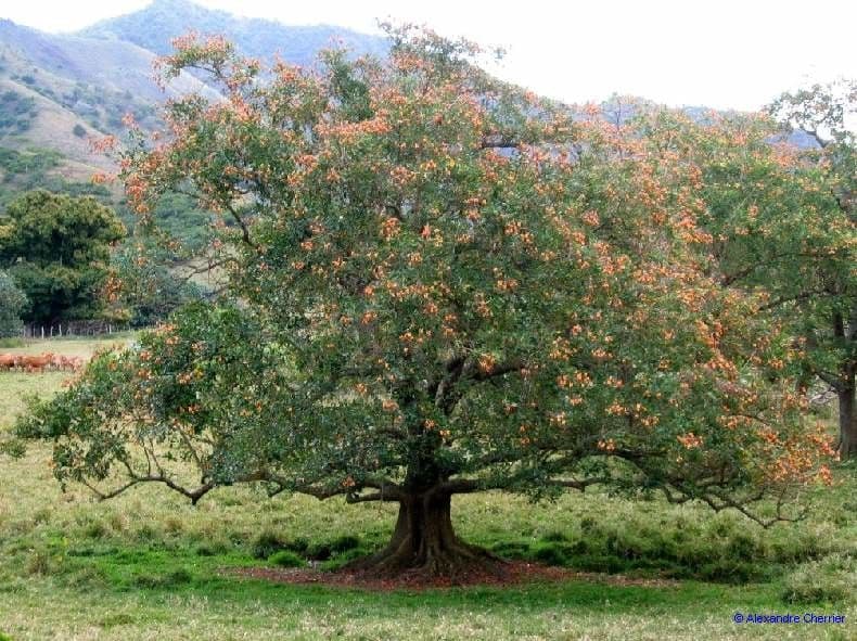 Erythrina bruna 12