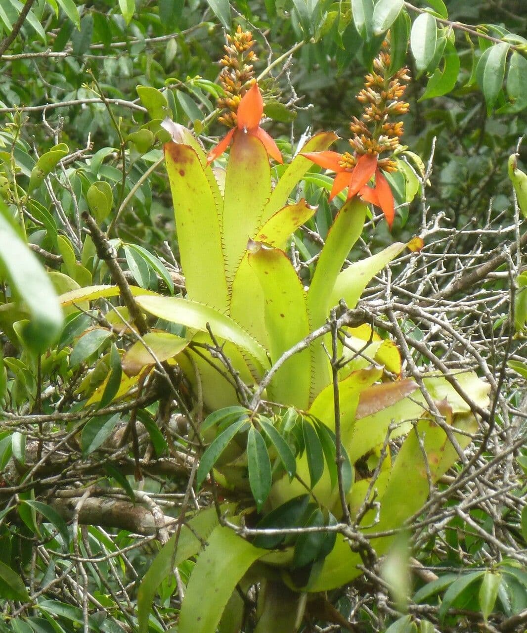 Aechmea mertensii 6