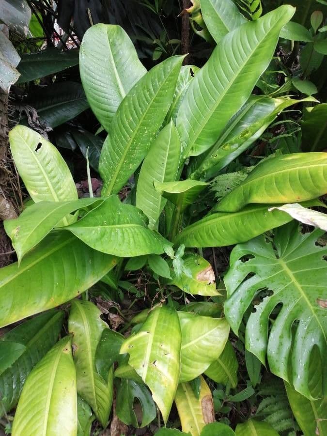Dieffenbachia 4