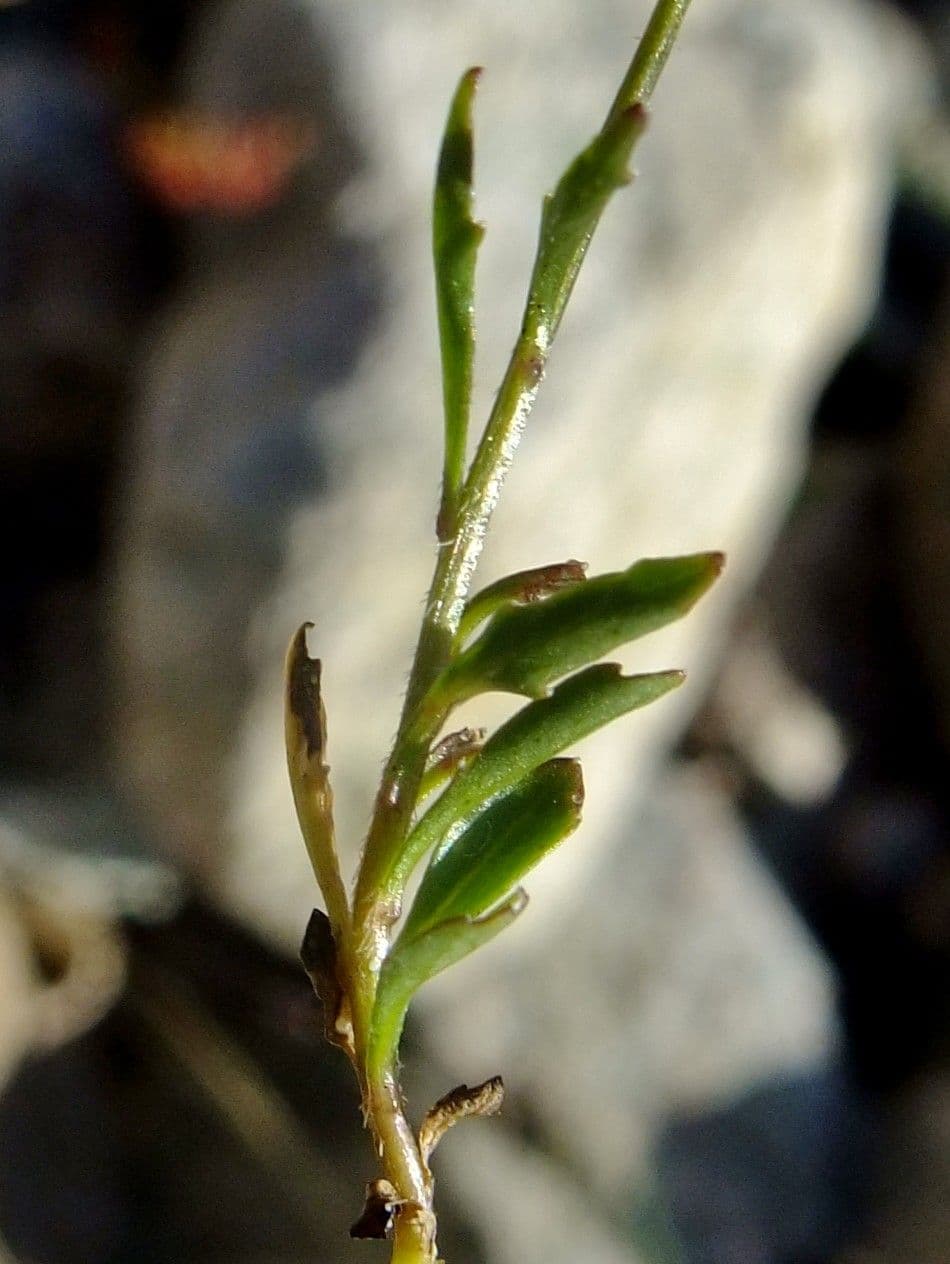 Zwerg-Glockenblume 5