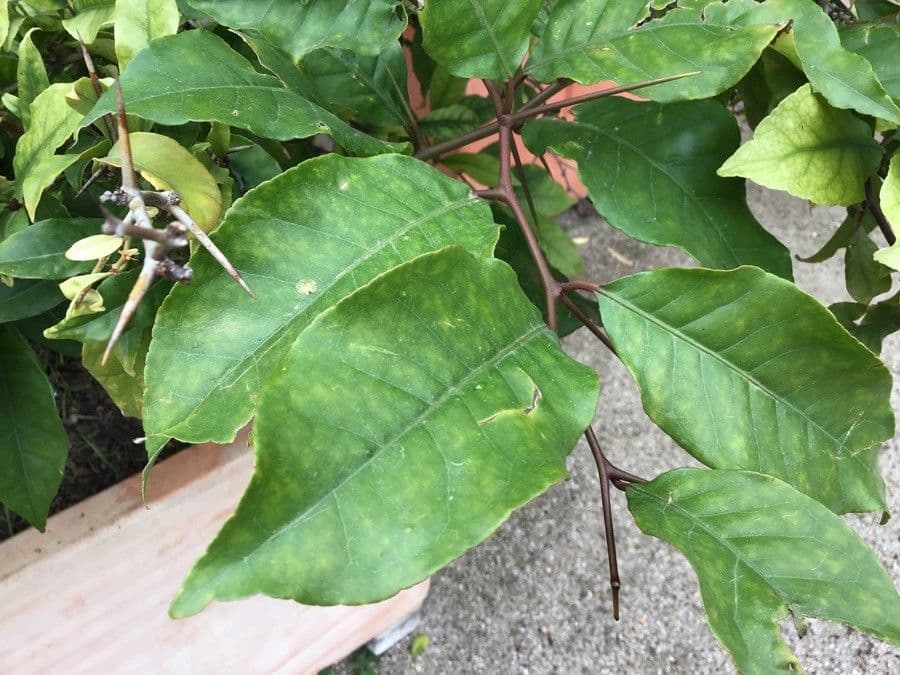 Aeglopsis 2