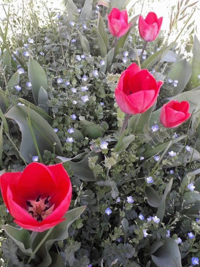 Tulipano di Gesner 8