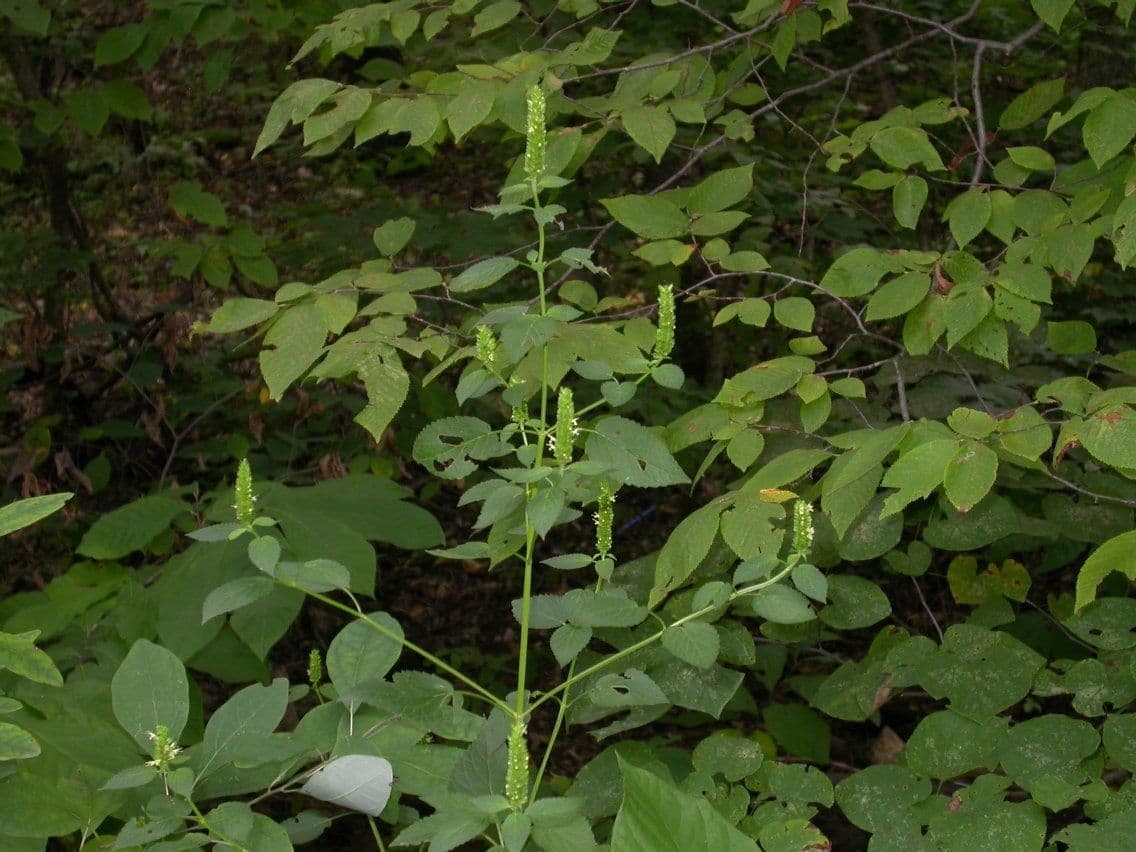 Agastache nepentoide 11