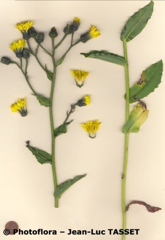 Pfeil-Habichtskraut 6
