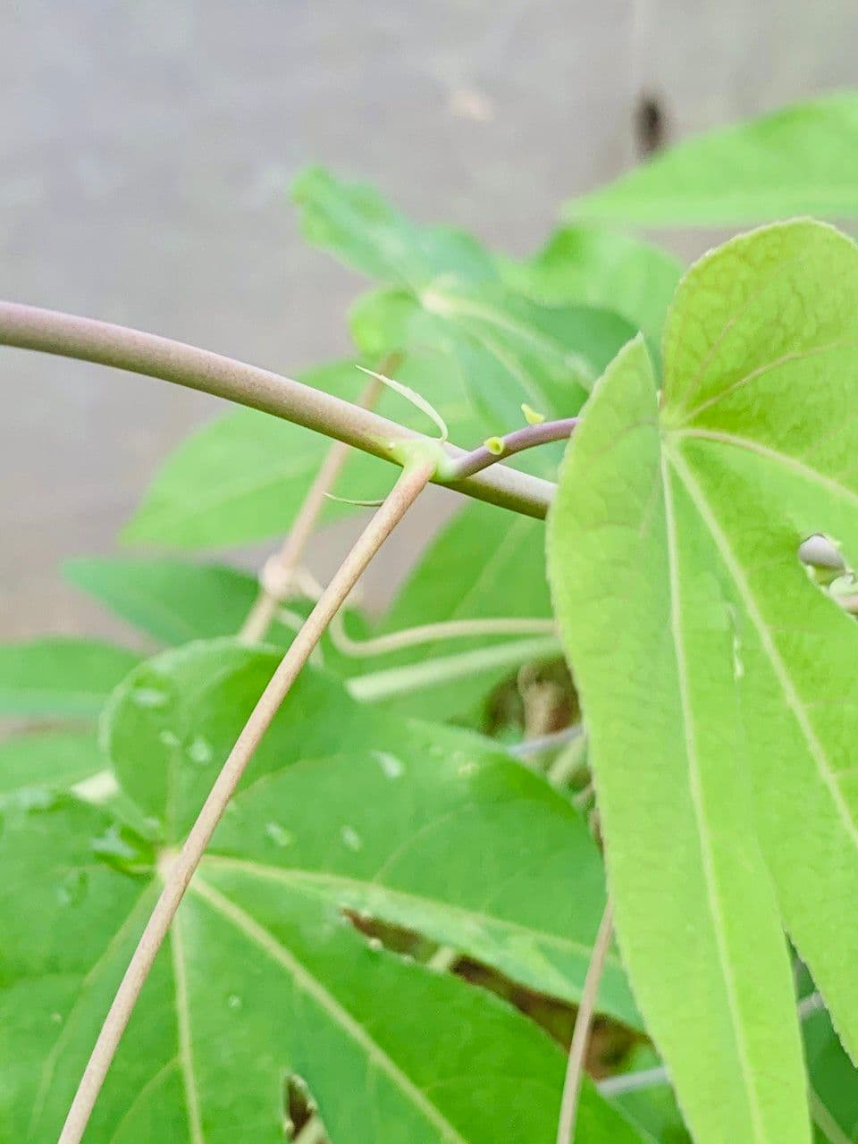 Passiflora 7