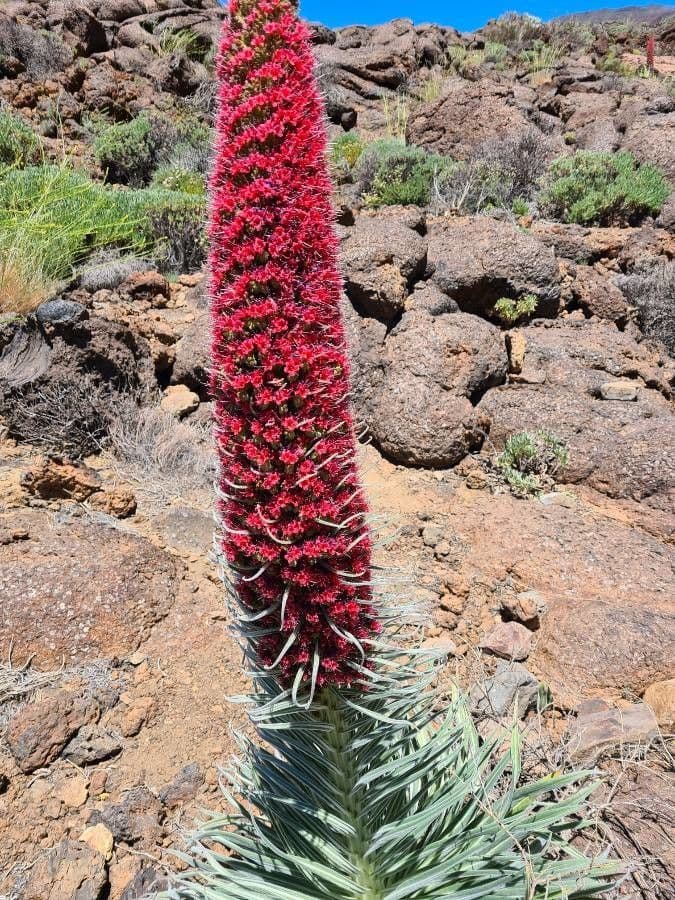 Echium di Wildpret 17