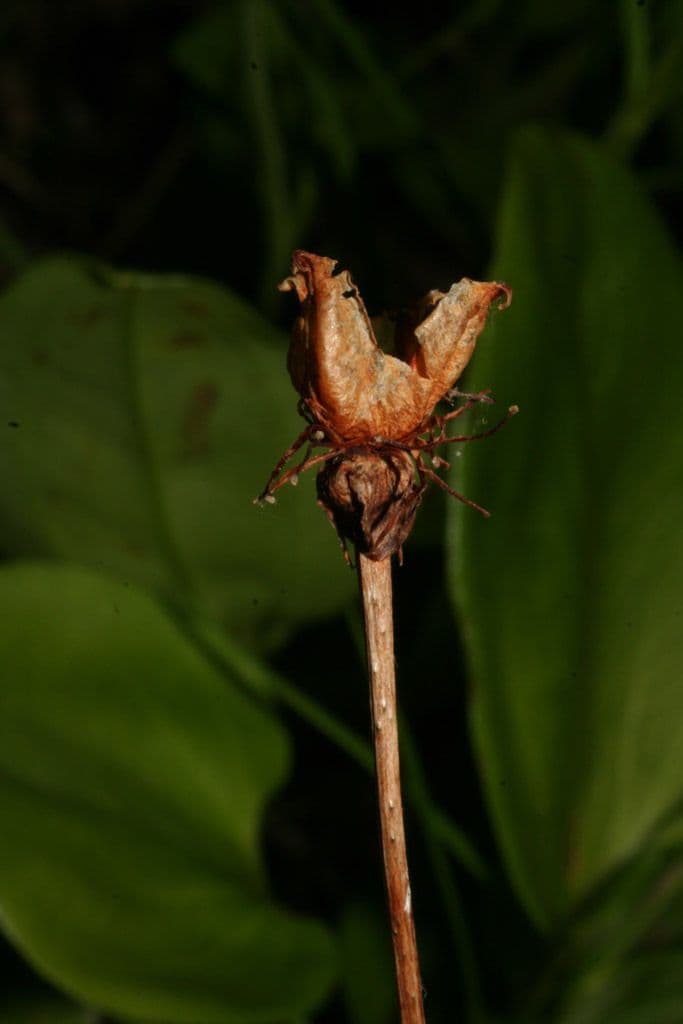 Xyris tennesseensis 4