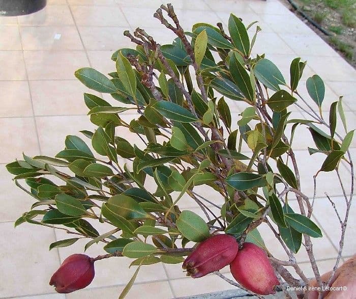 Syzygium 10