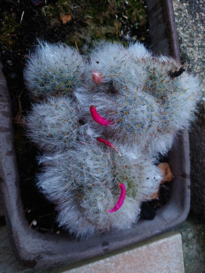 Cactus 3