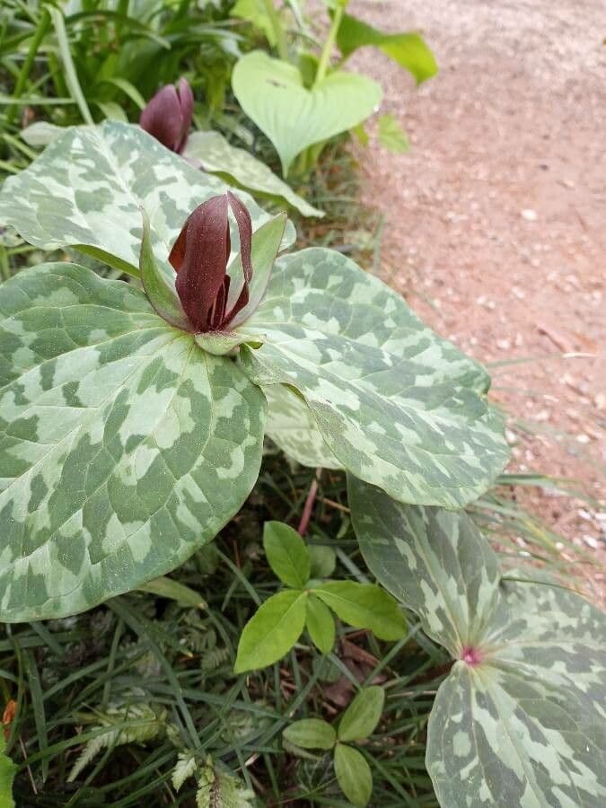 Trillium cuneatum 4
