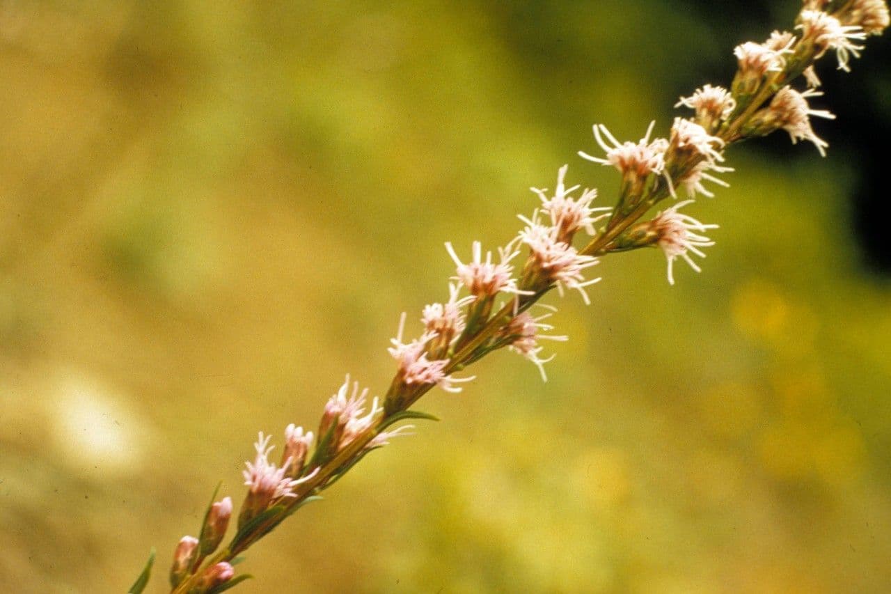 Liatris