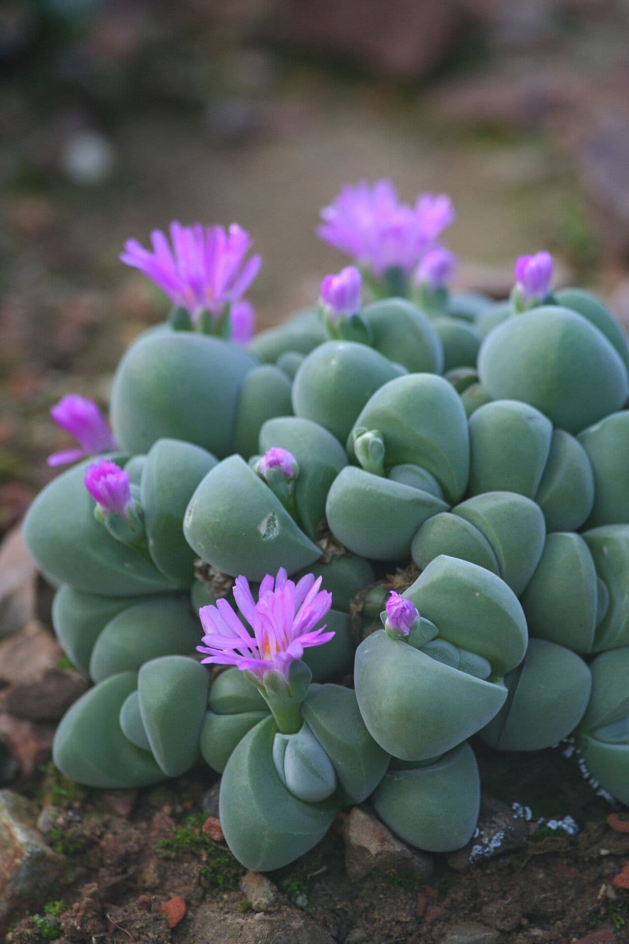 Gibbaeum