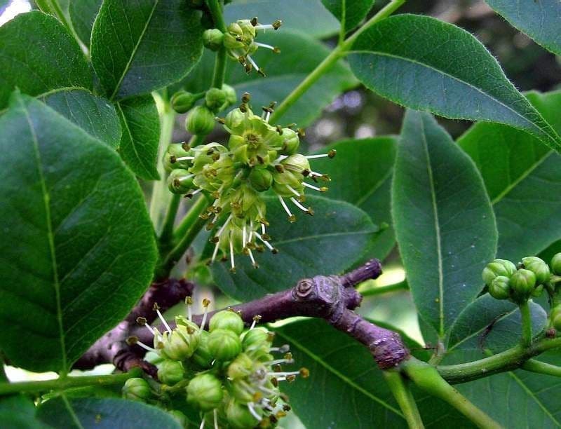 Phellodendron amurense 9
