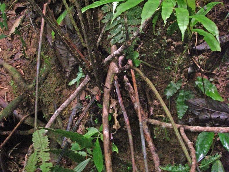 Stigmatopteris 2