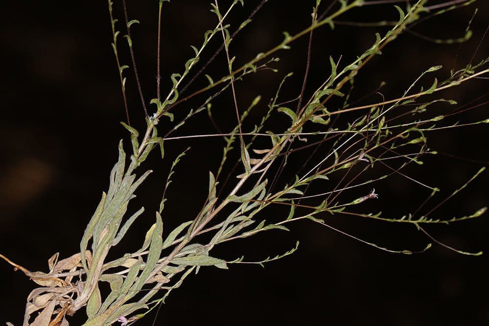 Lessingia 10