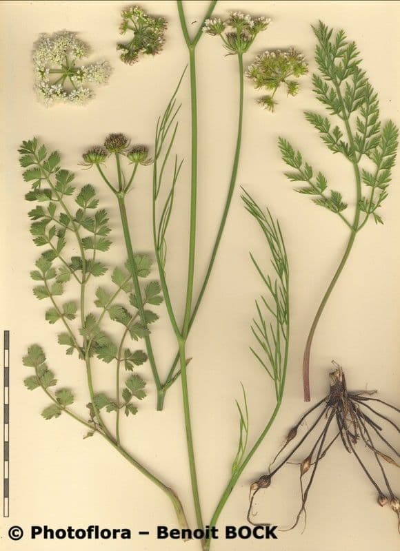 Oenanthe pimpinelloides 26