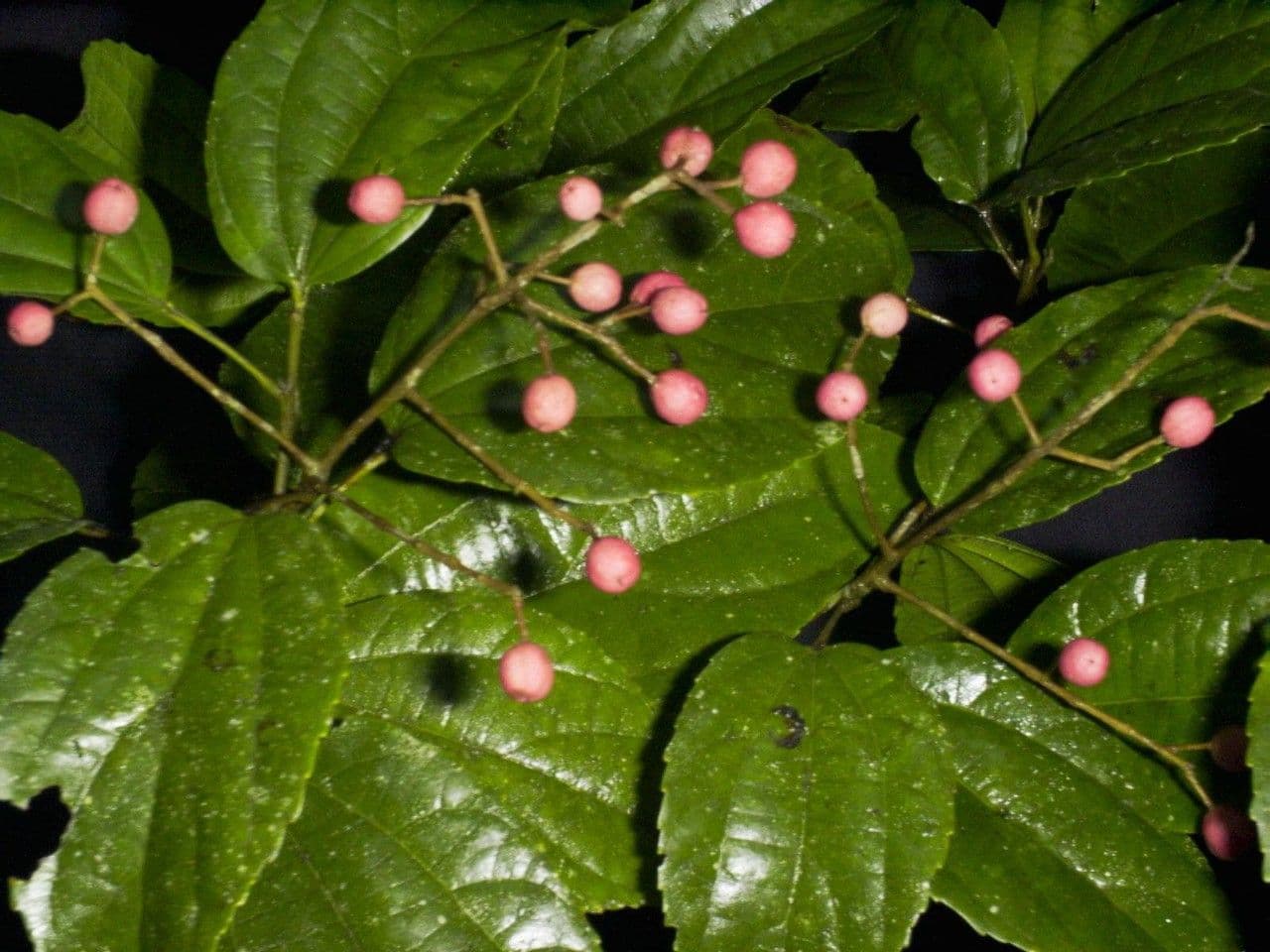 Lindens Pleuranthodendron 18