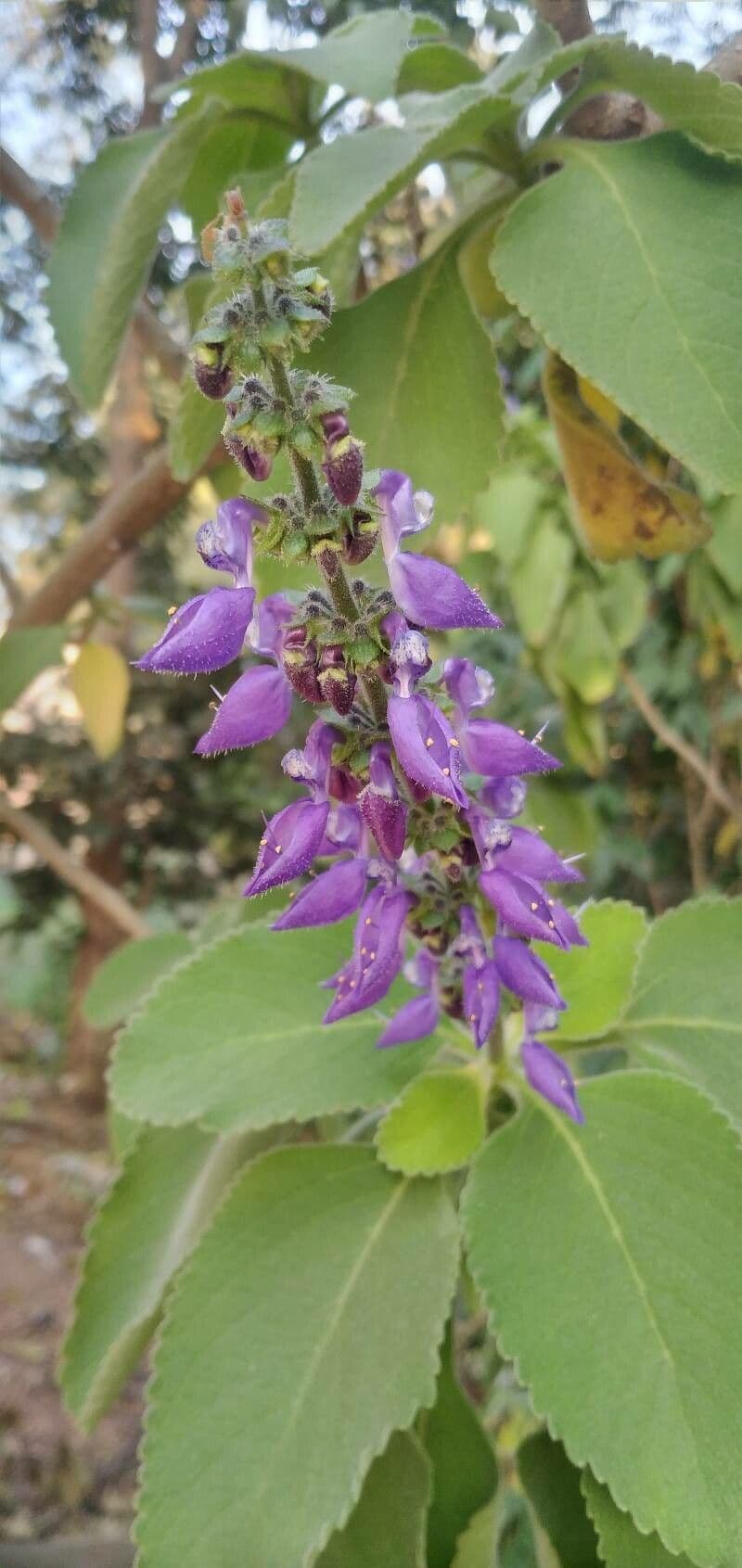 Coleus barbato 5