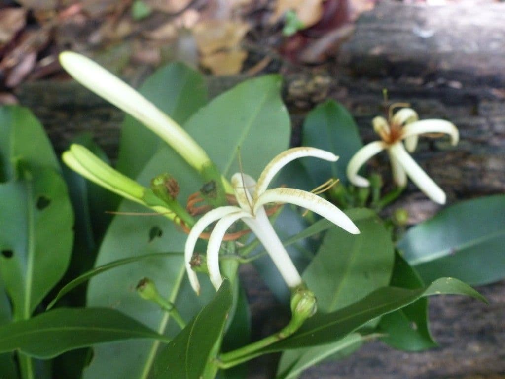 Thiollierea 5