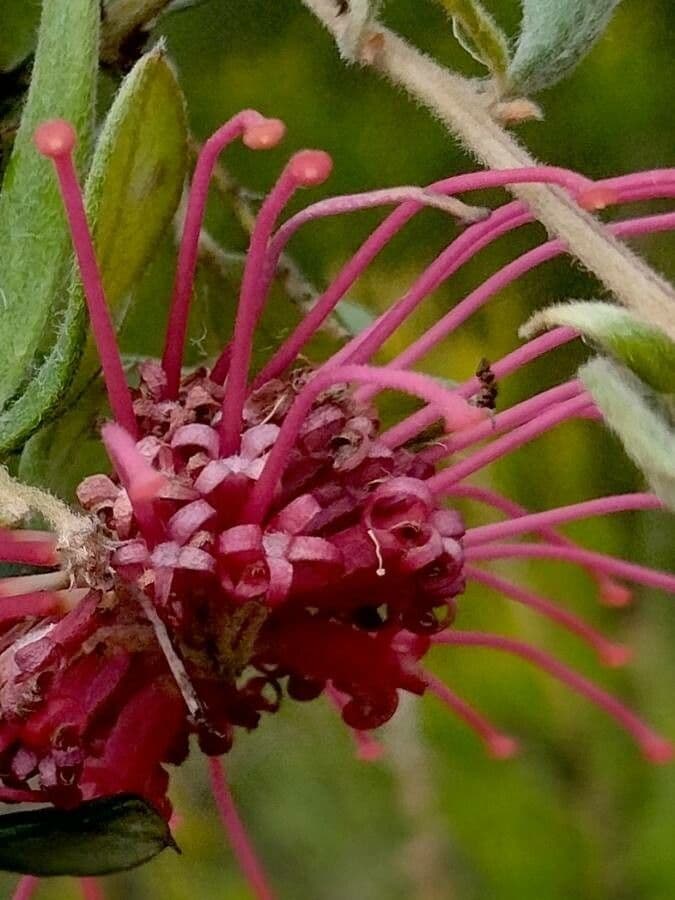 Grevillea 5