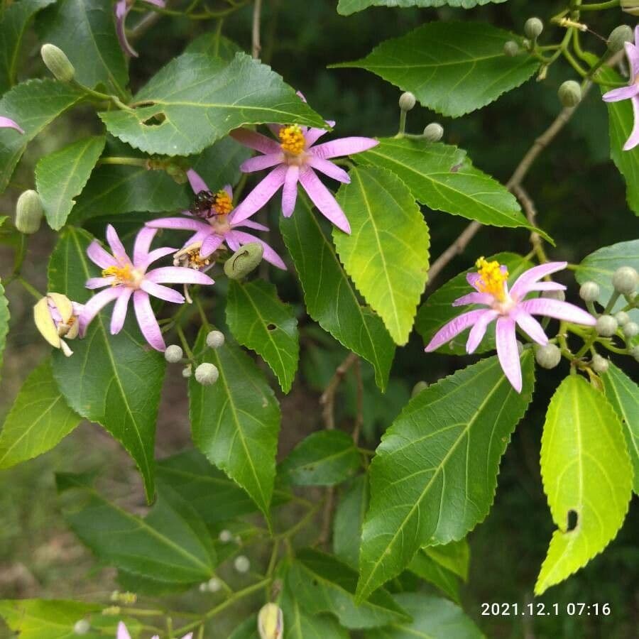 Grewia occidental 8