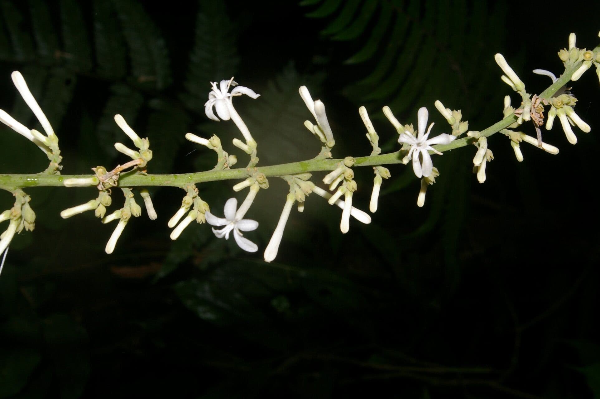 Angostura 2