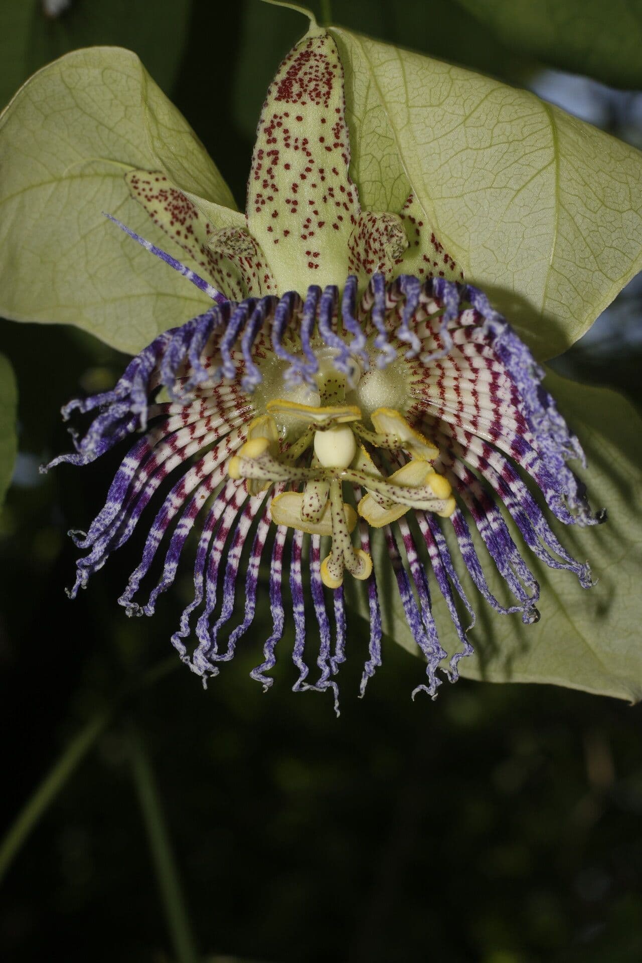 Passiflora 9