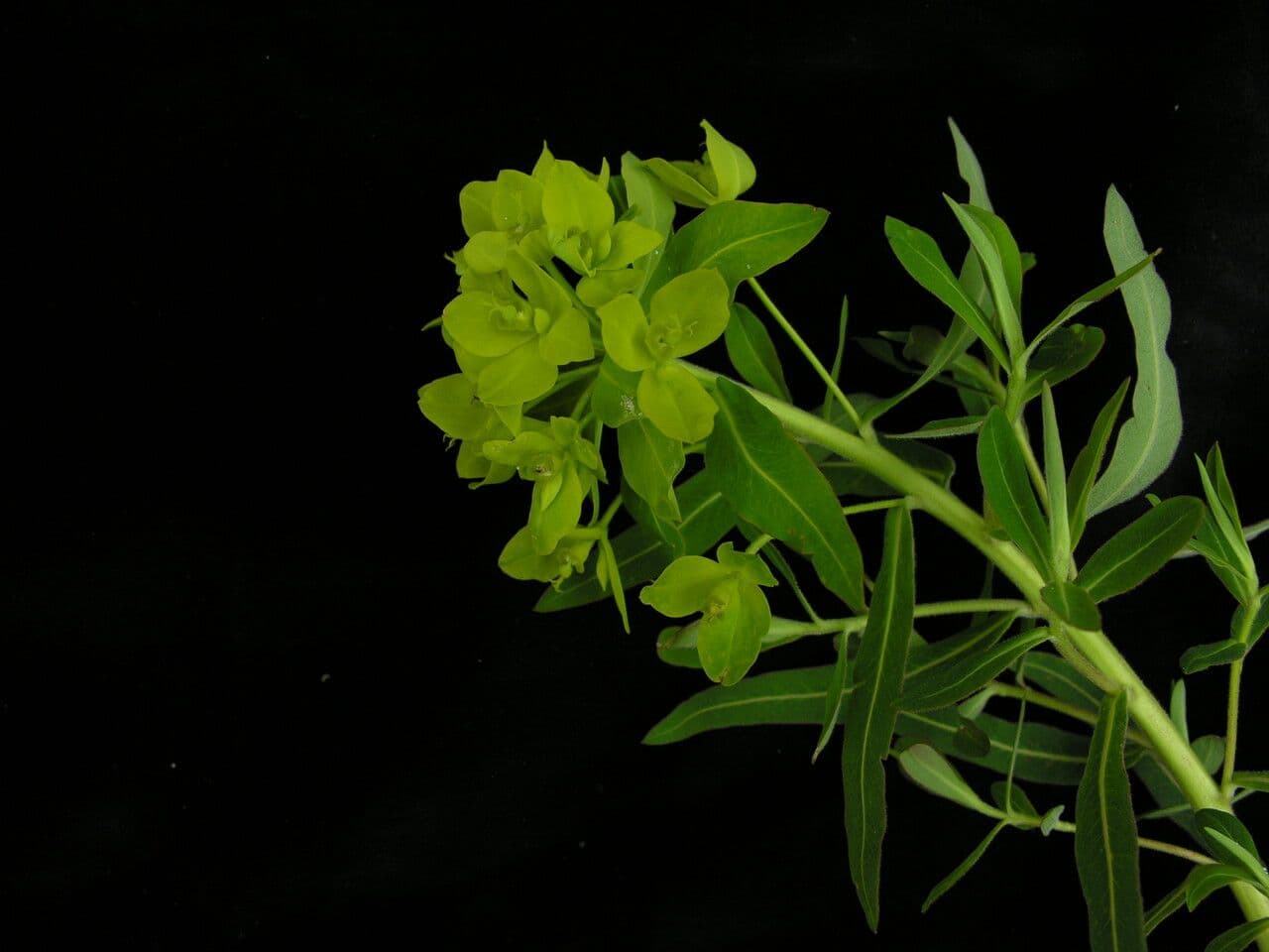 Euphorbia stracheyi 3
