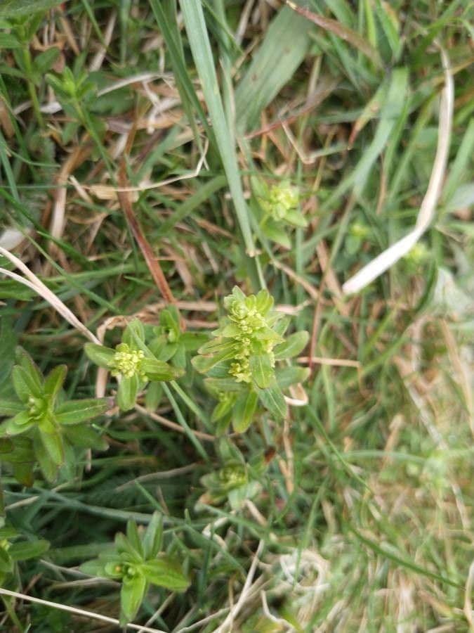 Crocettona glabra 12