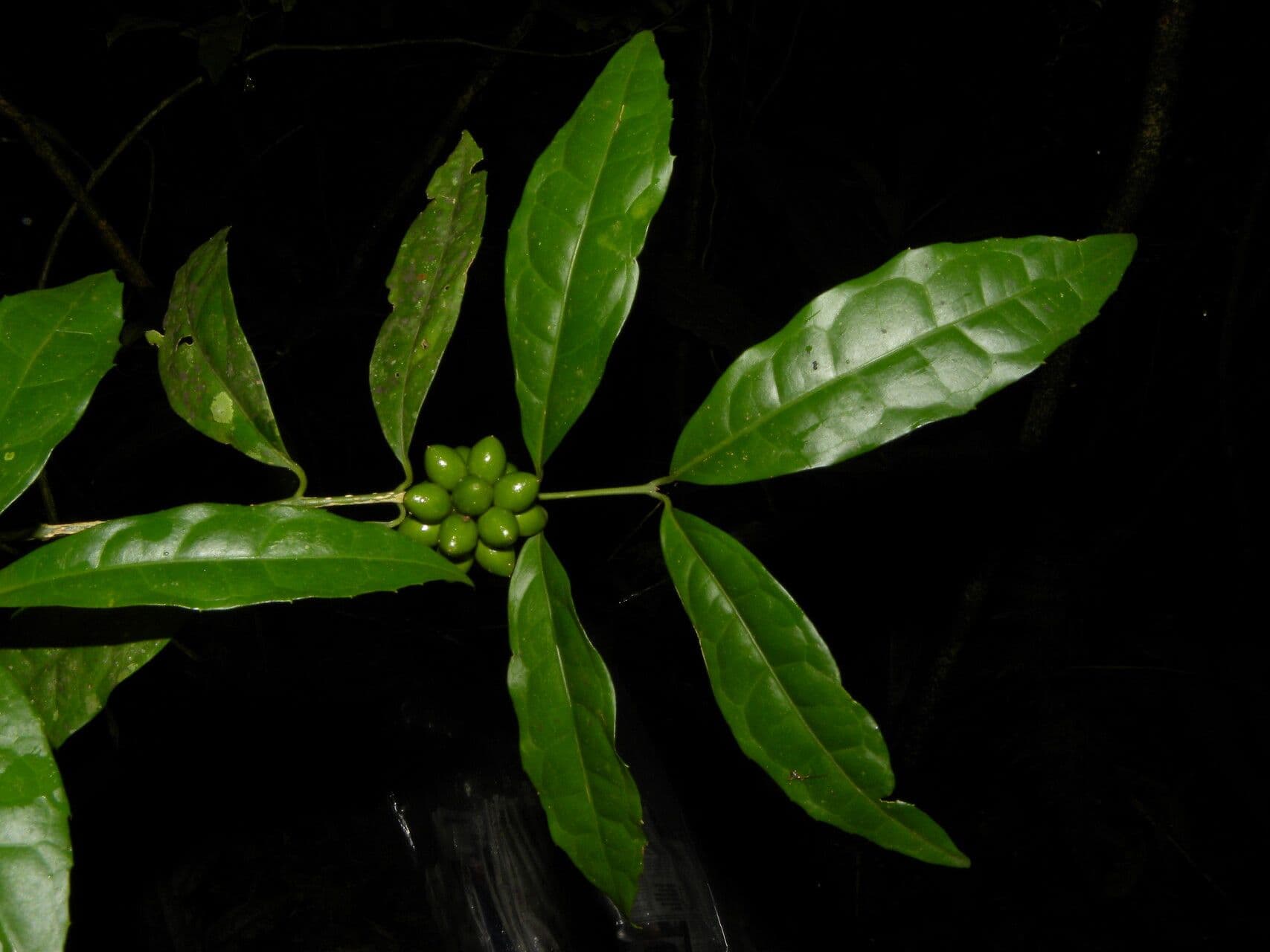 Mollinedia a fiore verde 11
