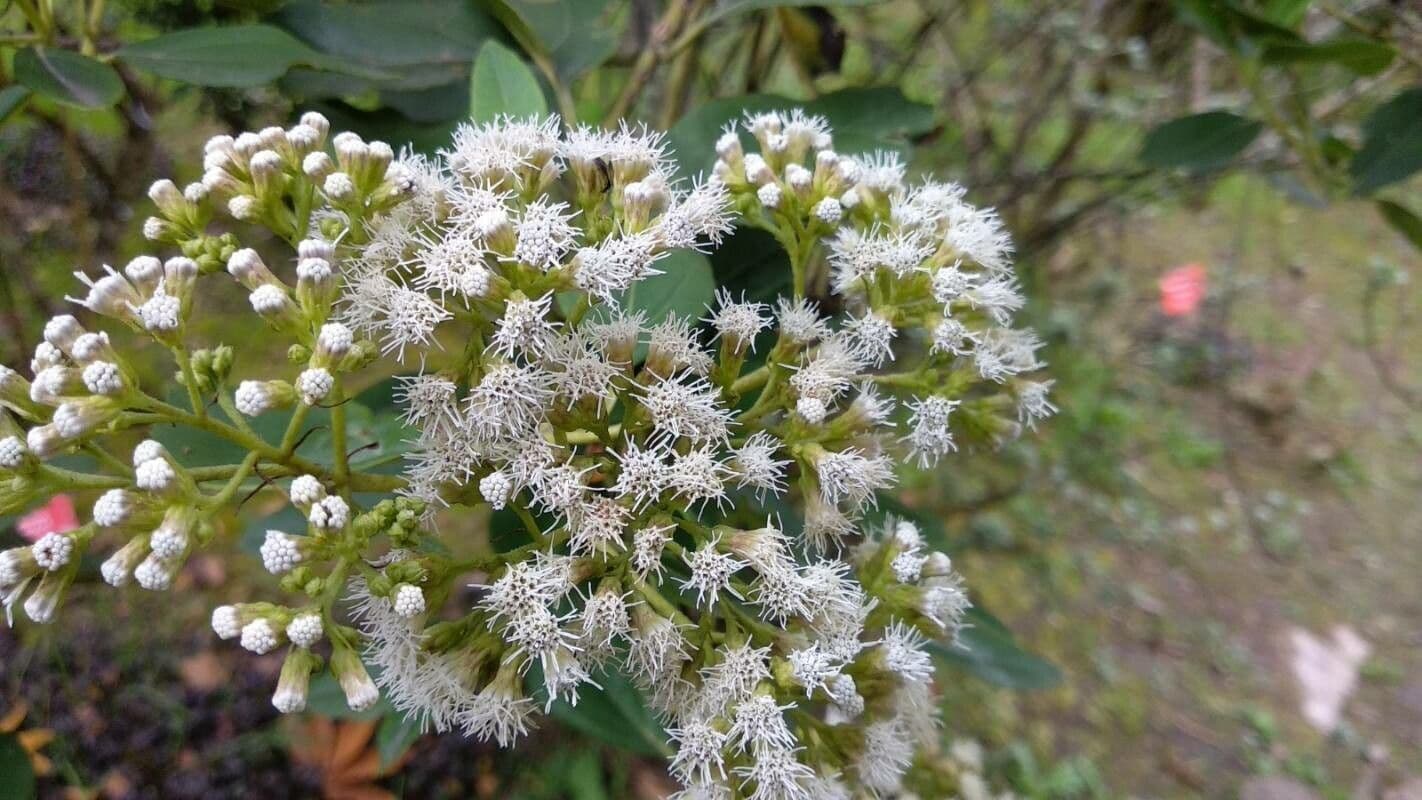 Ageratina 2